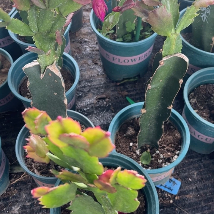 1***850号037，1111111111