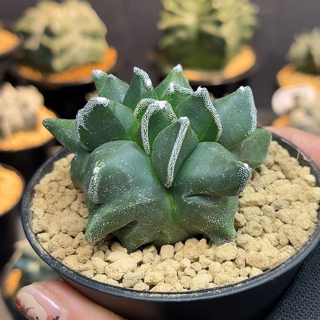 显眼包Zzzzzzzzzzzzz