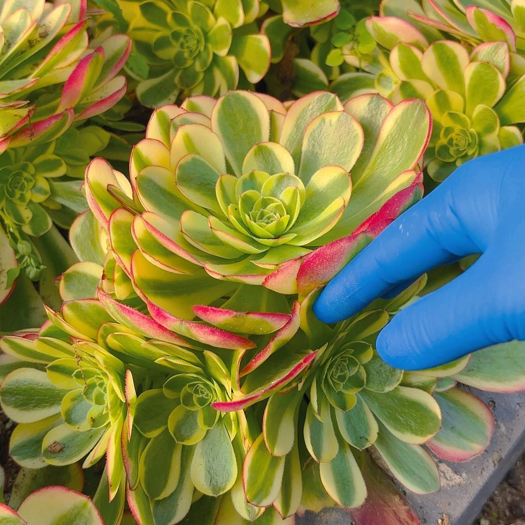 奶白手捧多肉植物