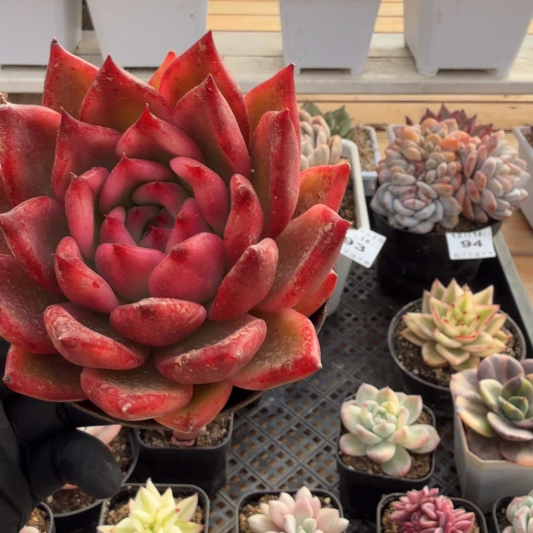 1215-97摩根锦单头