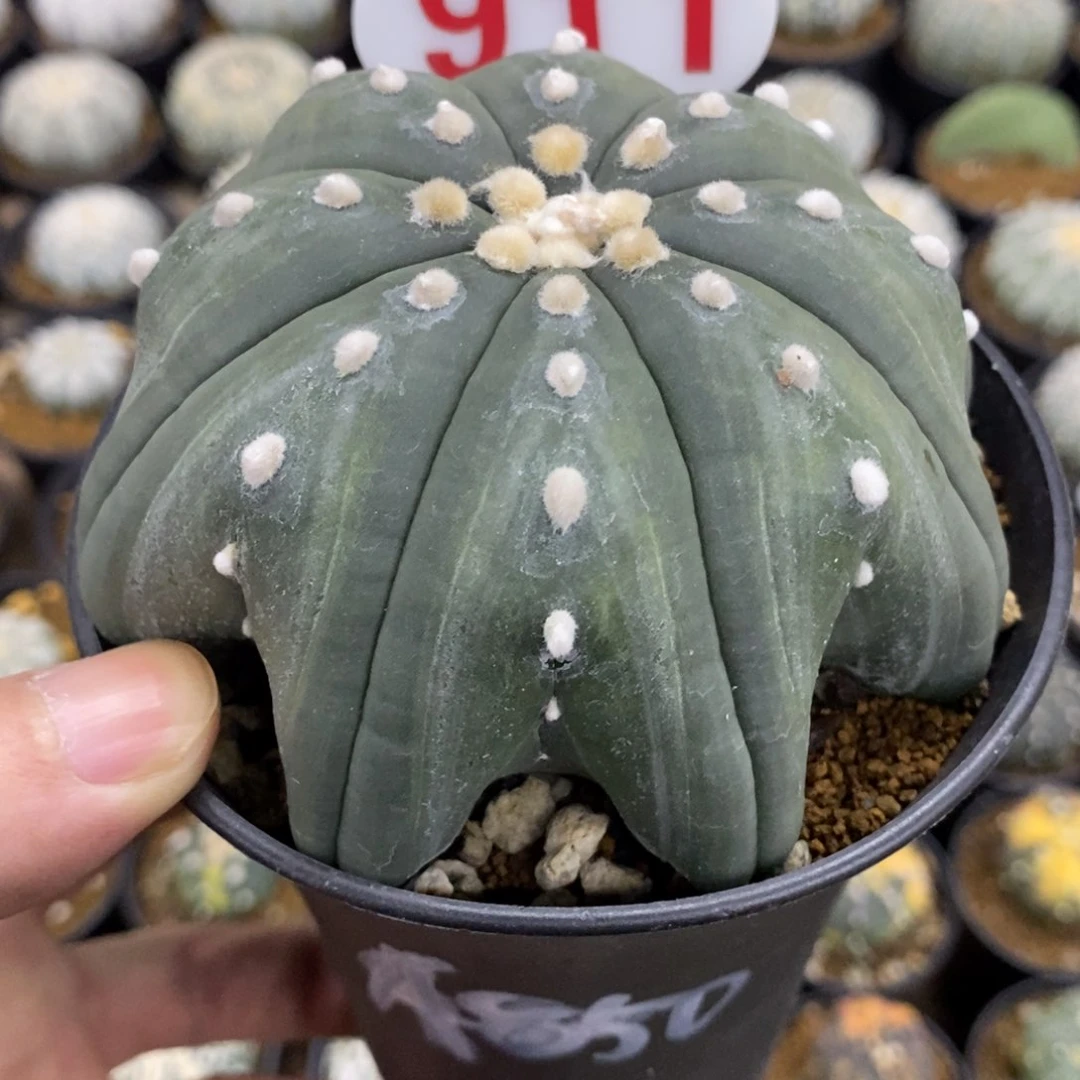 911大高脚琉璃指纹海星兜