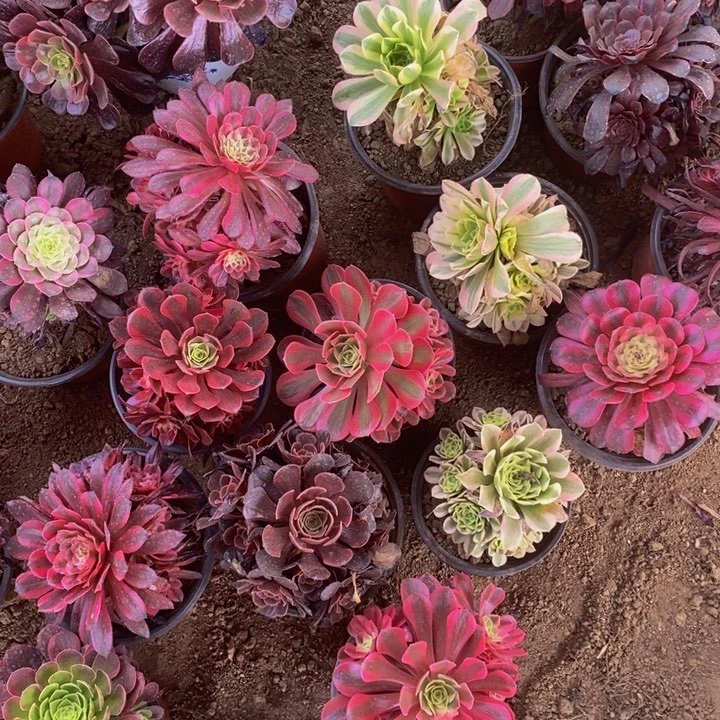 8颗不同法师带侧头