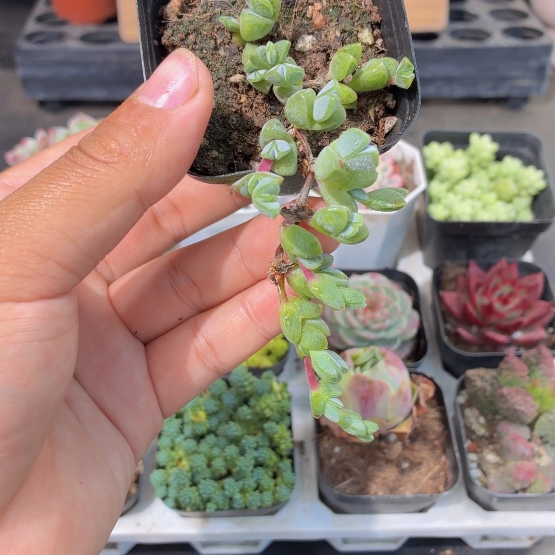 碧玉莲多肉9.9包邮发货