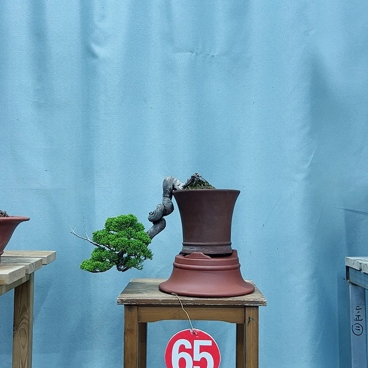 武***无花朵老桩老盆系鱼川柏