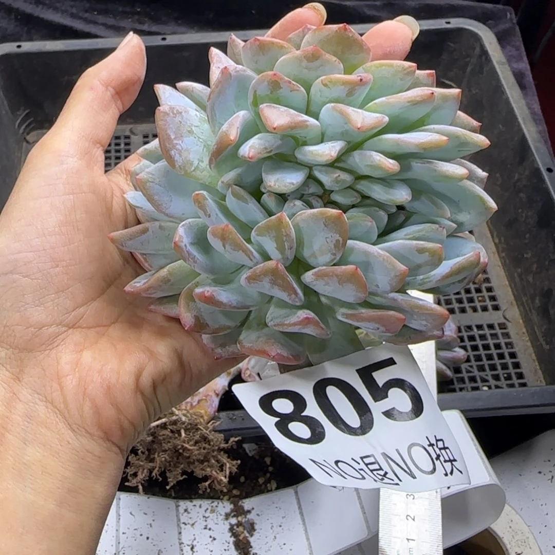 叶插缀化一物一拍805