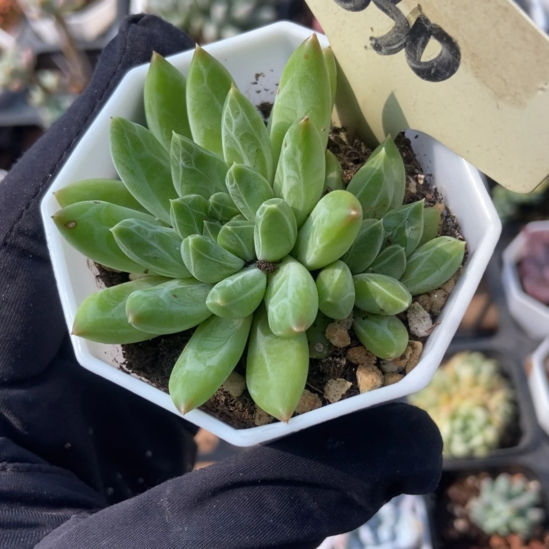 030雨花石多肉植物保护