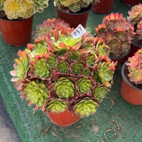 717韶华手捧多肉，