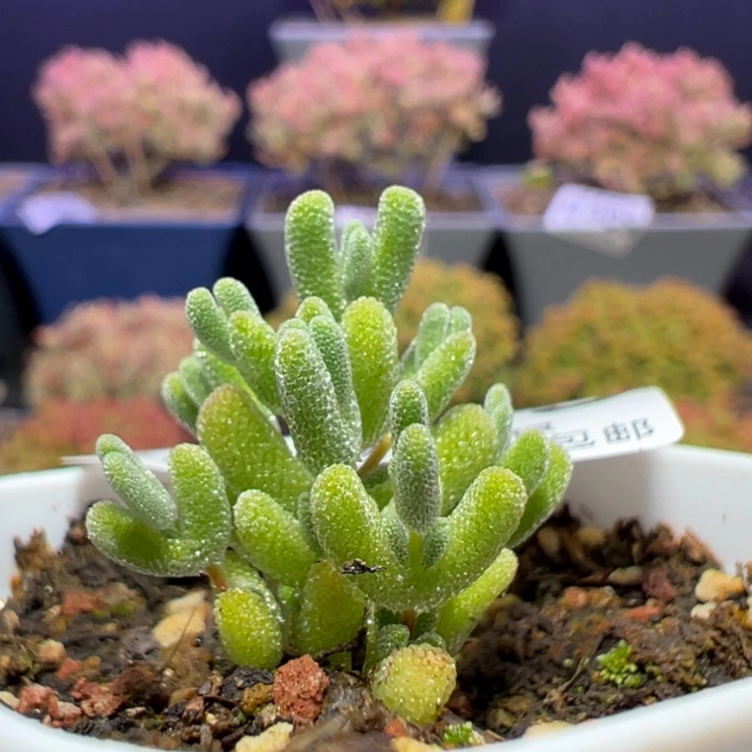 【闪购商品】d385莱斯枝干番杏