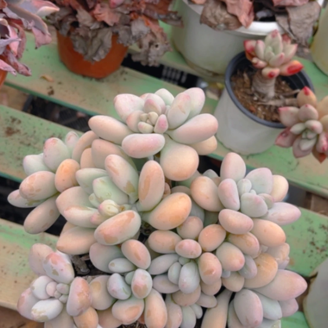 【闪购商品】香水洛神0788