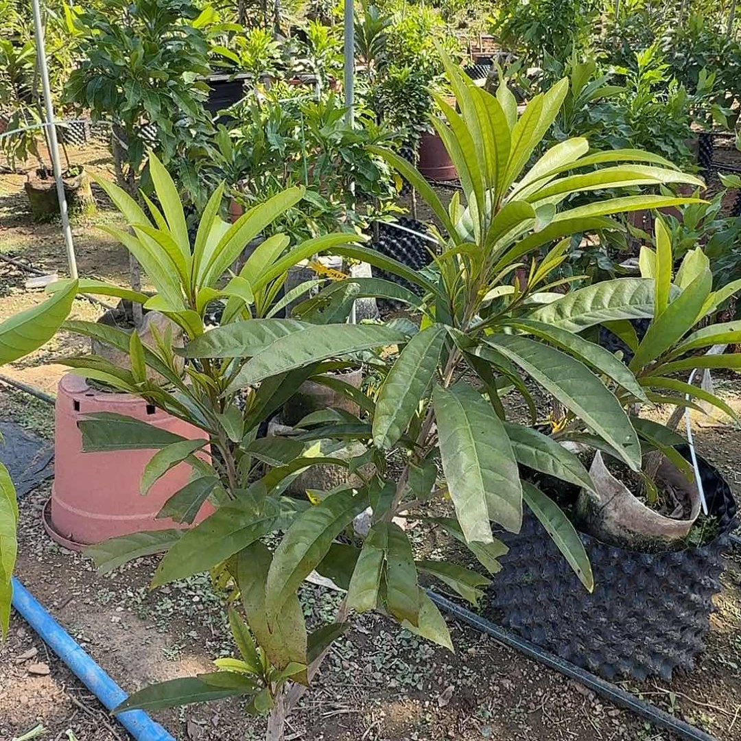 鹰***&当前无花栽培后可以开花金苹果