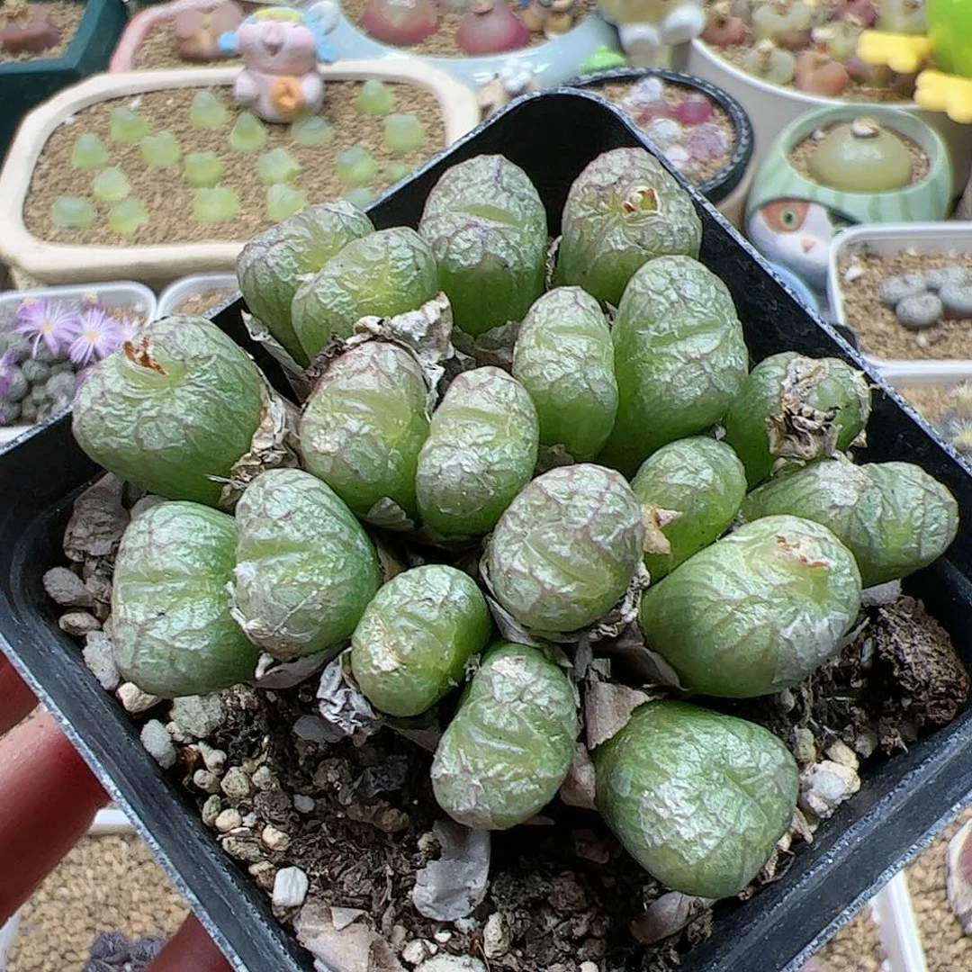 【闪购商品】352 双12福利