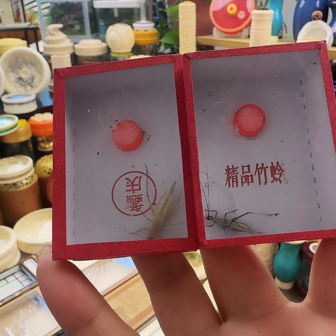 中须紫竹➕柬竹啊啊啊啊啊