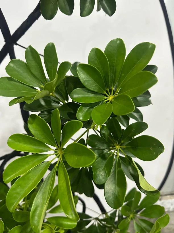 造型插花鸭脚木常青常绿适合客厅怀旧海岛吊机书房办公室舍利子