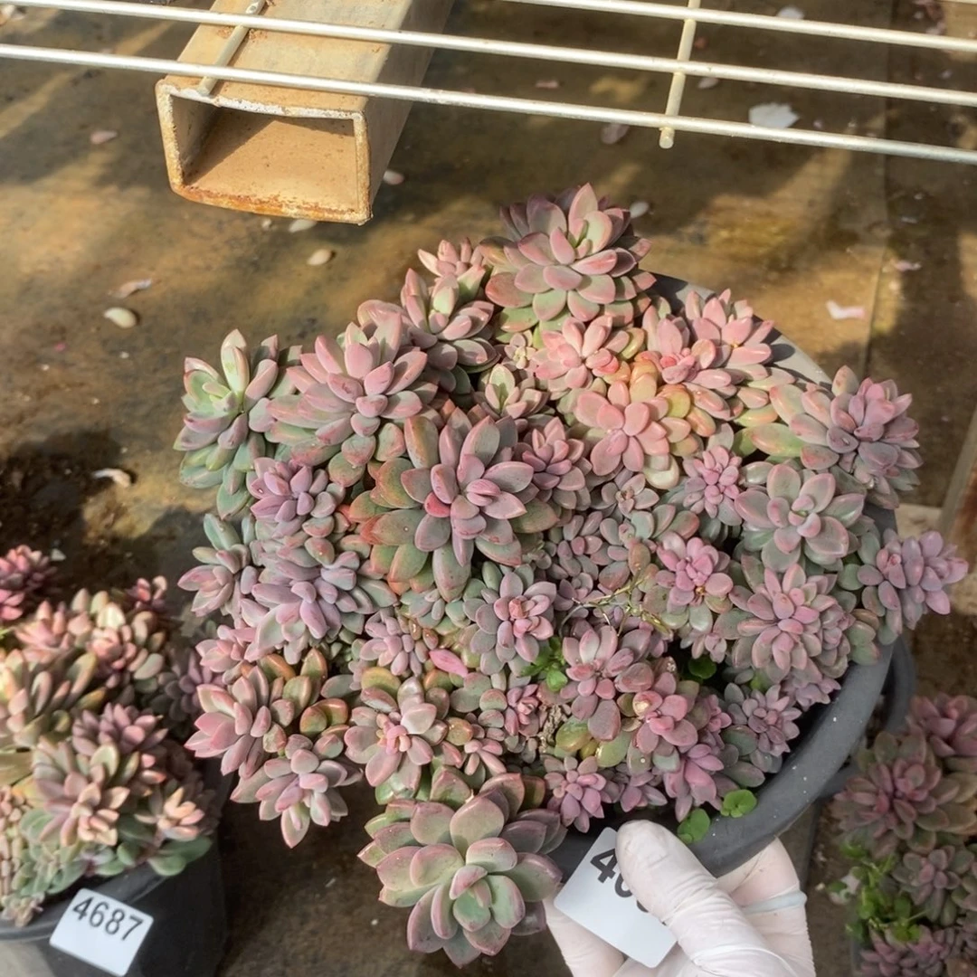 4685紫心老桩一物一拍