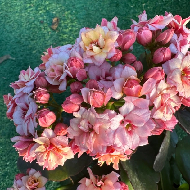 米朵【130盆】两颗大苗愿盆原土