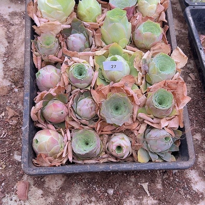 山地玫瑰多肉植物27