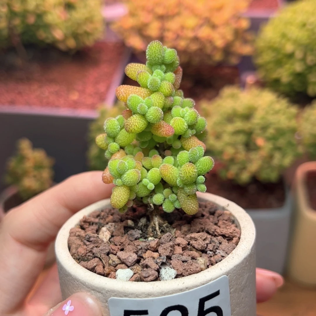 535金桔可爱多肉植物