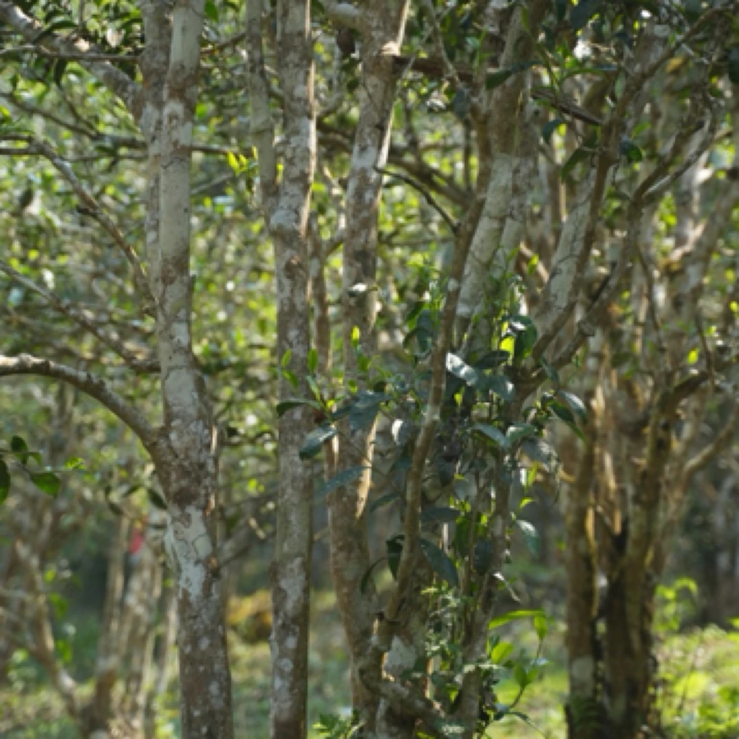 2025年曦颜头春50克散茶