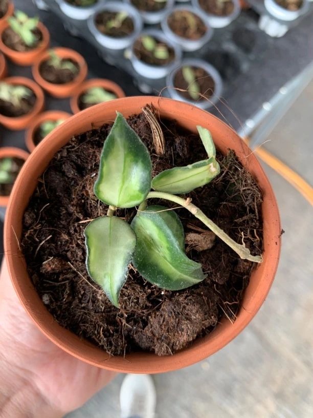 绿孔雀球兰 室内绿植