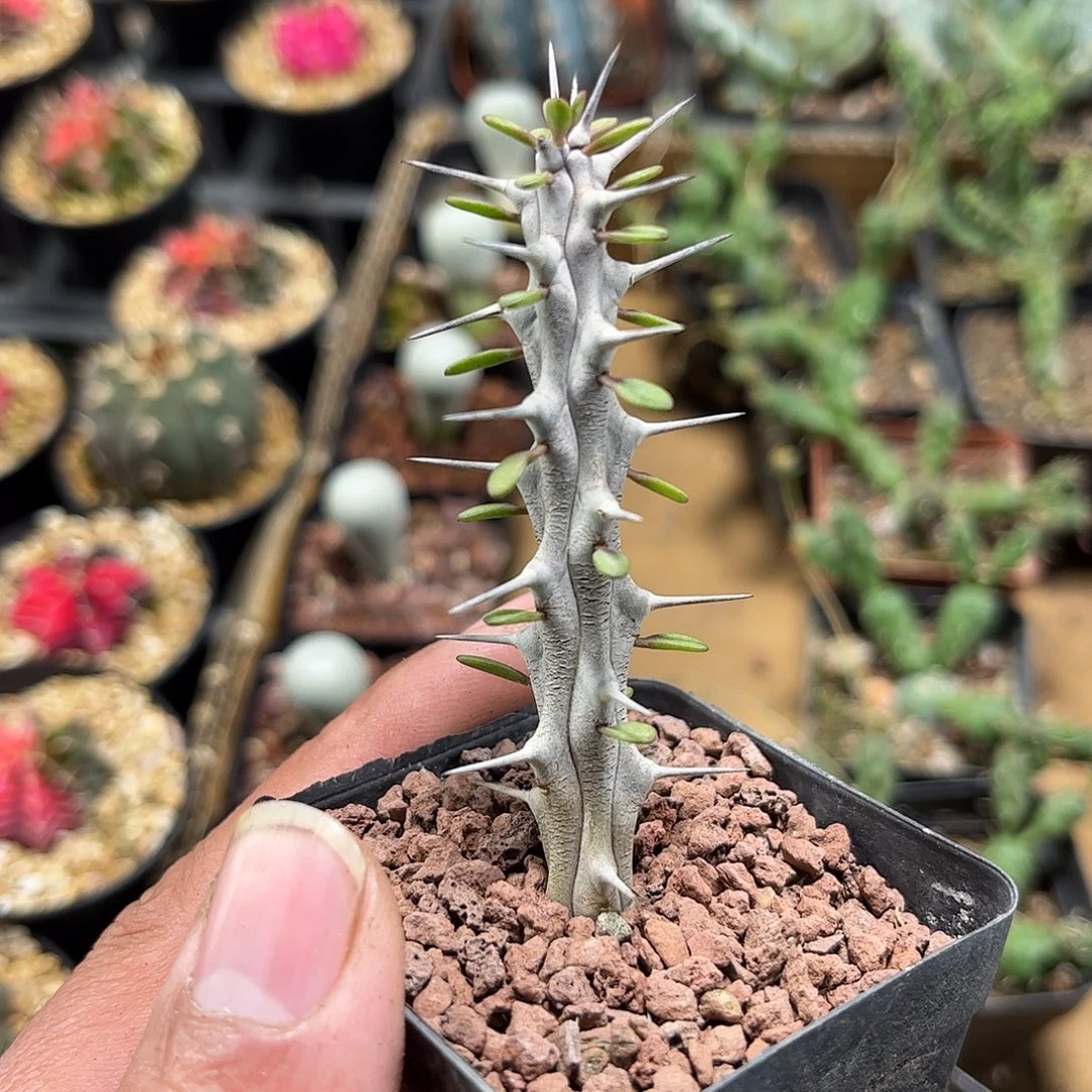 亚龙木火麒麟单头发货单头