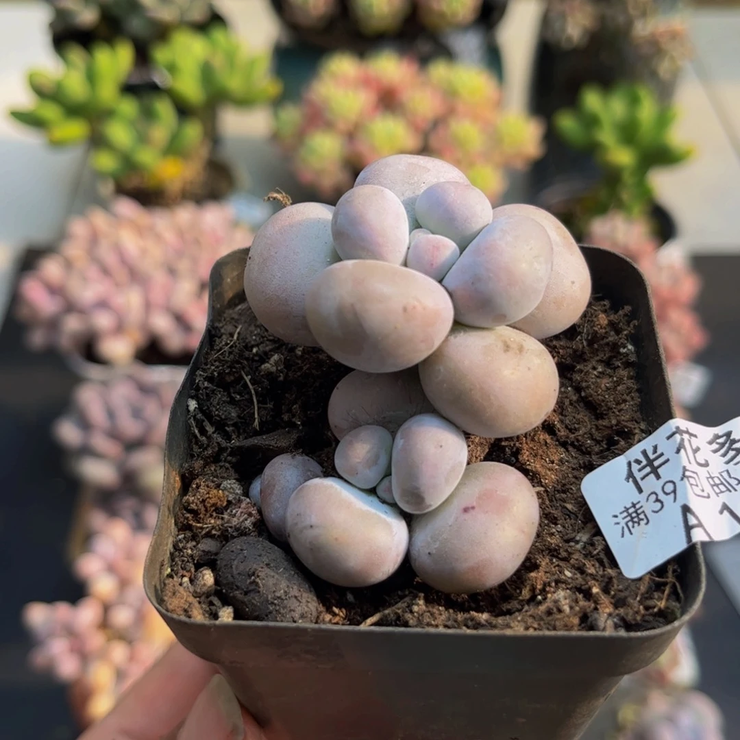 1010芭比奶酪5cm多肉