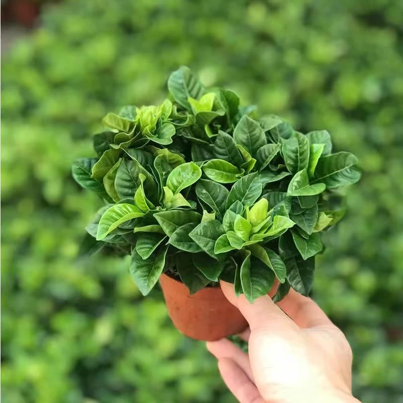 栀子花盆栽花卉植物室内四季开花阳台绿植净化空气吸收甲醛