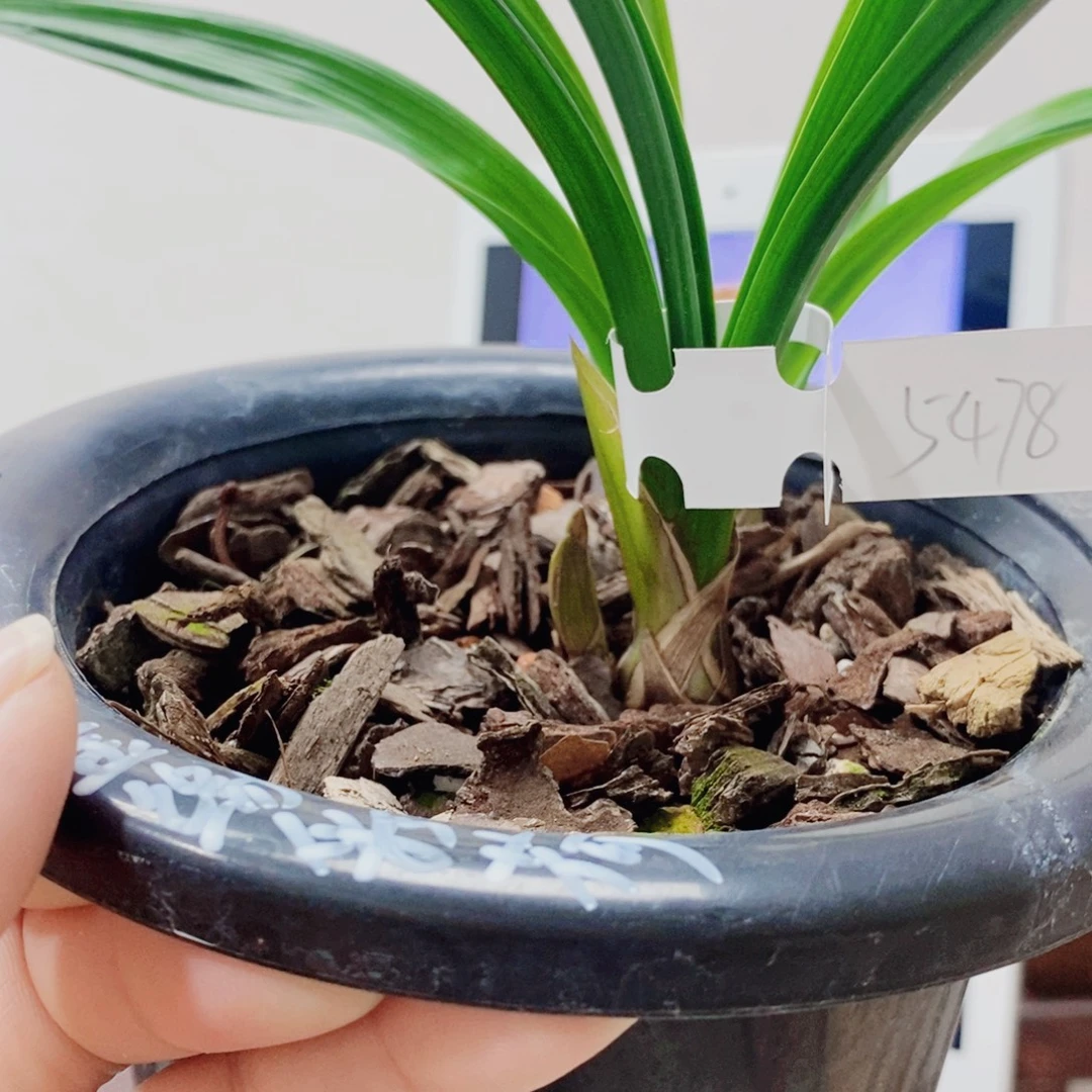 小***小当前无花栽培后可以开花