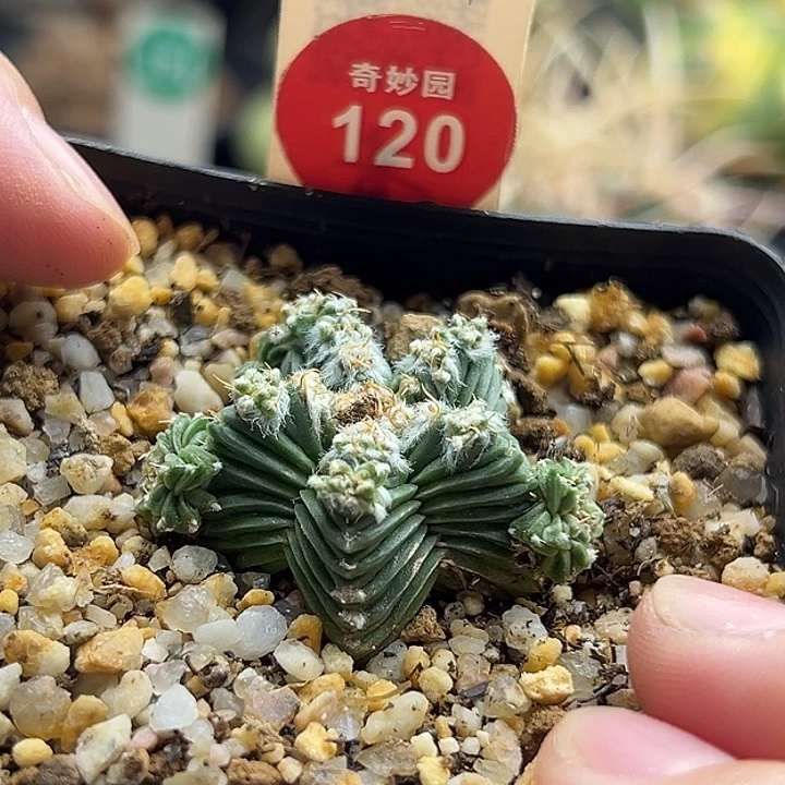 自根五星群3.4cm一棵仙人球