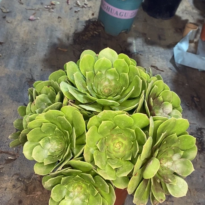 万圣节多肉植物60