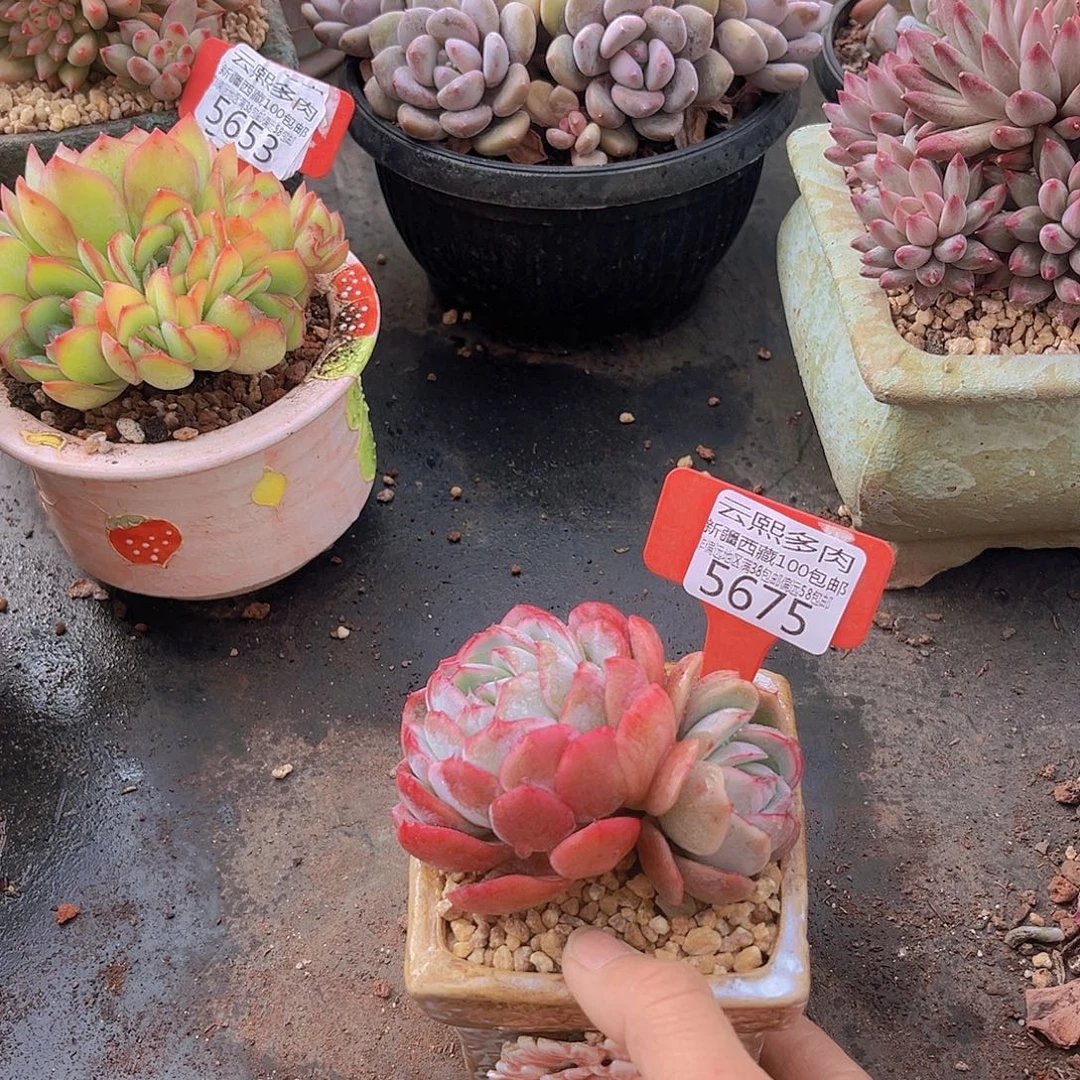 5675甲壳虫多肉植物