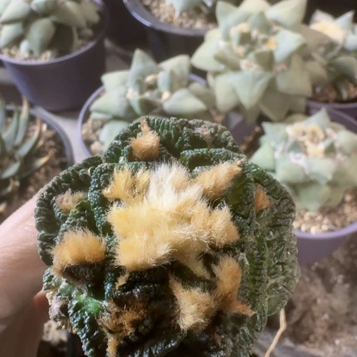 0638金毛新顿牡丹