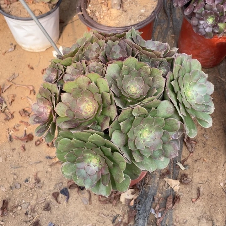 61万圣节法师多肉断枝不售后