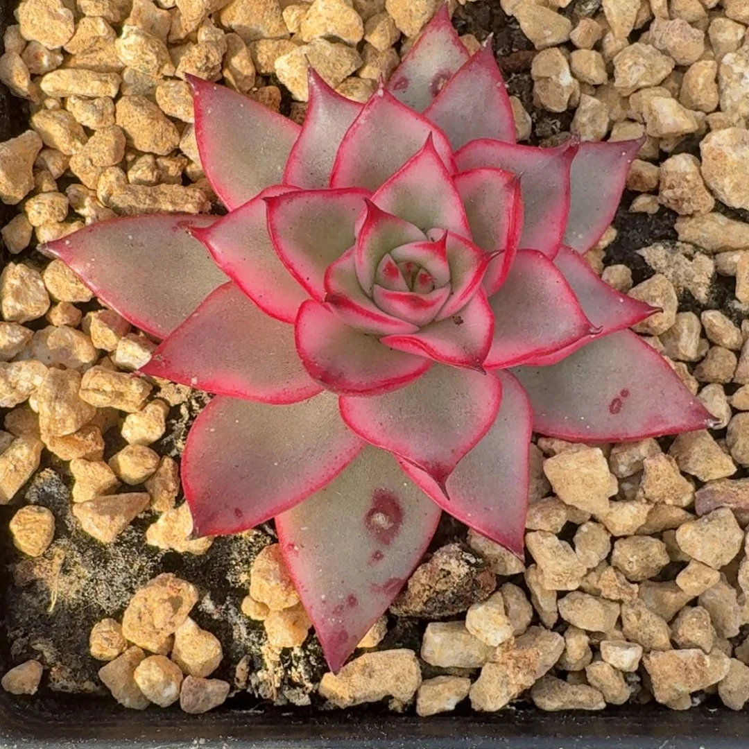 吉赛尔锦一物一拍