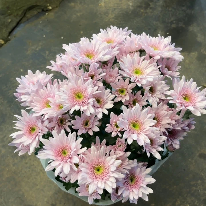 新品草莓奶昔小菊盆栽