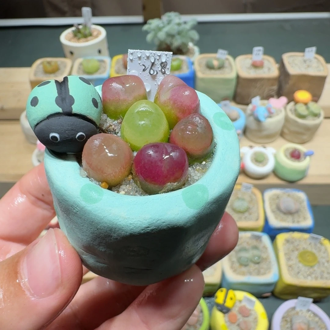 红陶蘑菇1103毛汉尼