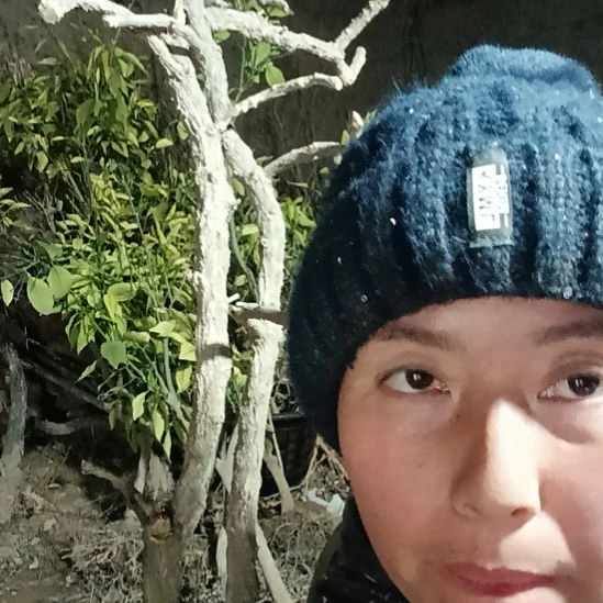 .***桑完全开放枸杞树两颗