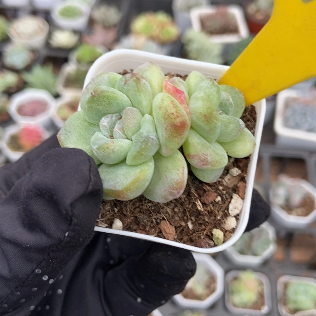 926冰玉石化多肉植物