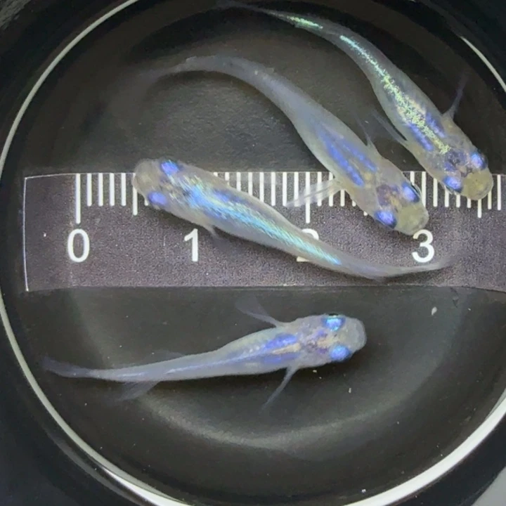 青鳉鱼水滴青鳉2号