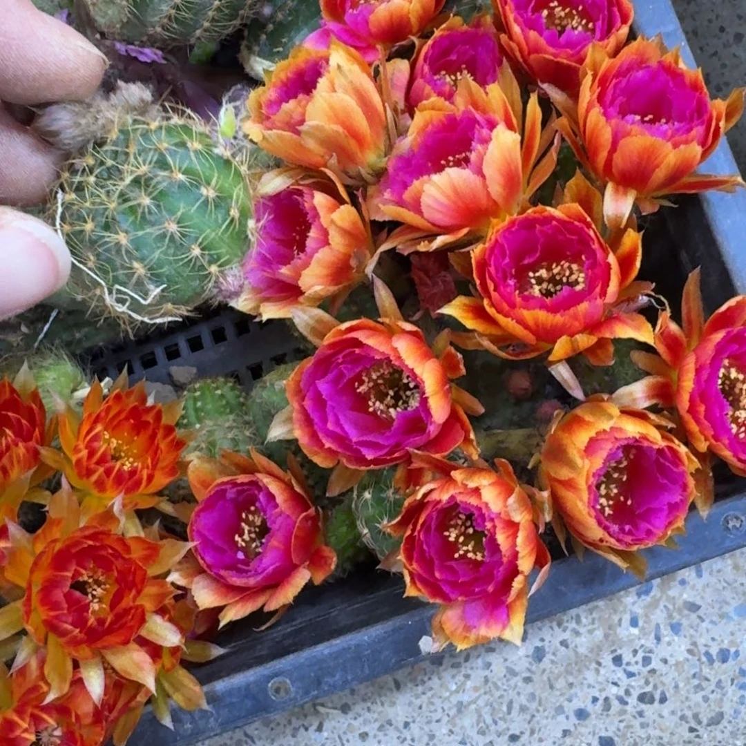 304丽花小乔歪无根侧牙3公分左右，20包邮