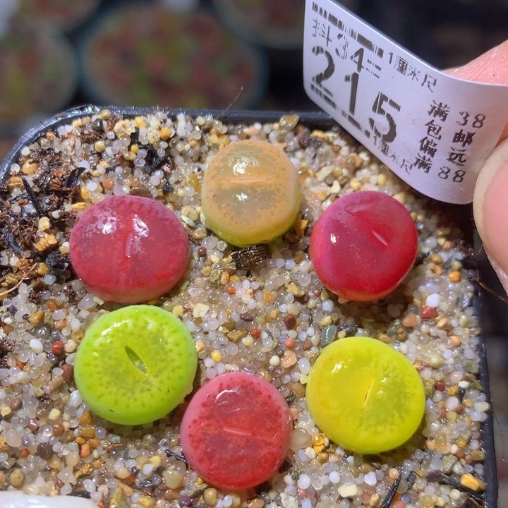 精品生石花34.215