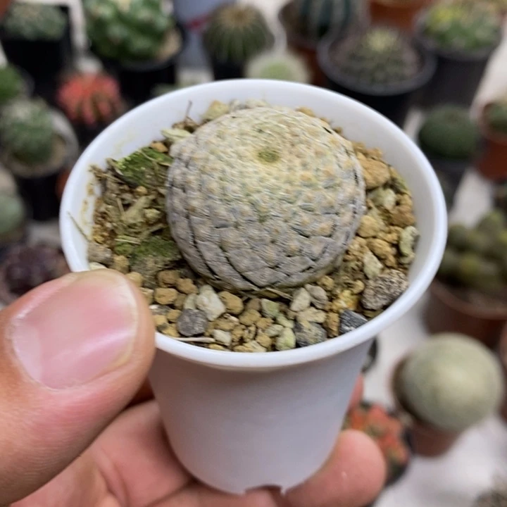 鱼鳞大吉特价福利