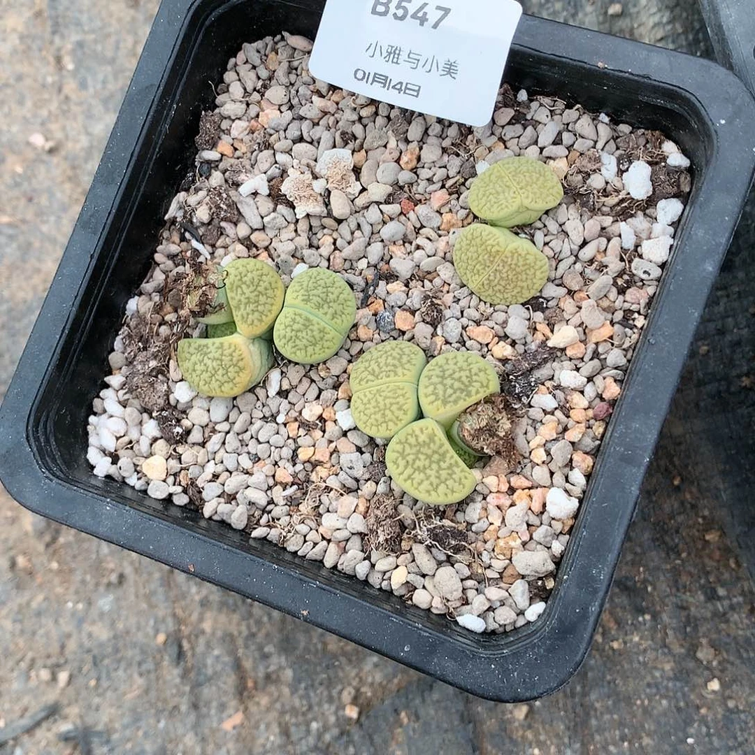 y*yB547多肉植物保护