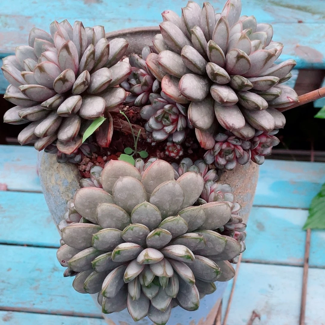 葡萄悬崖多头老桩