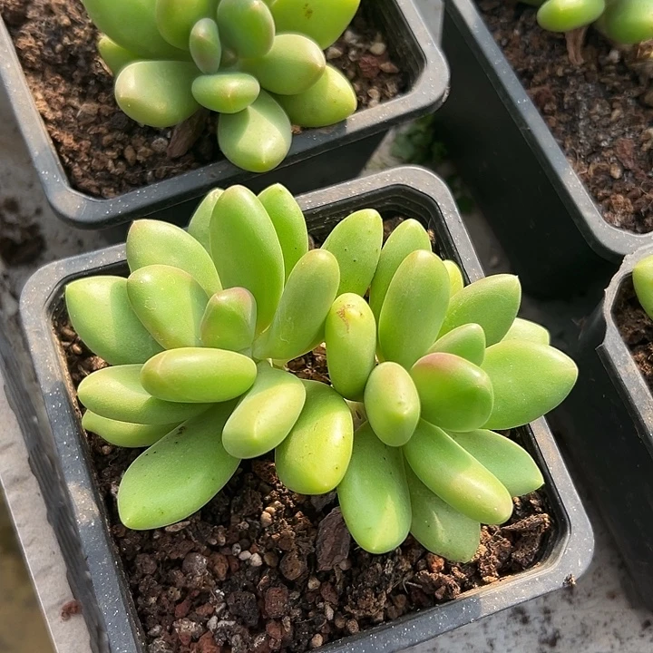 芒果奶群生多头双头