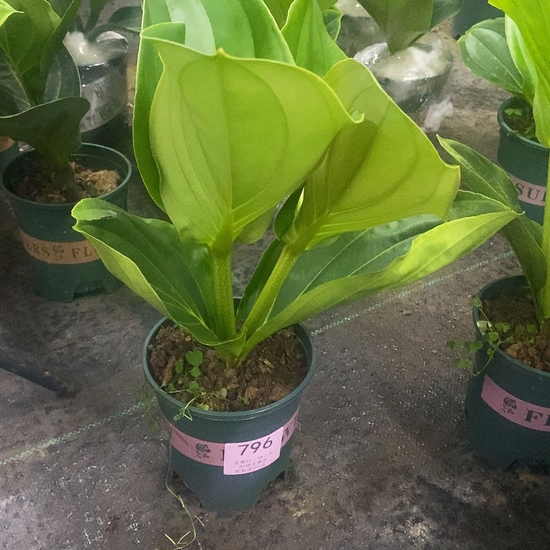 木本植物逆*木本花卉796