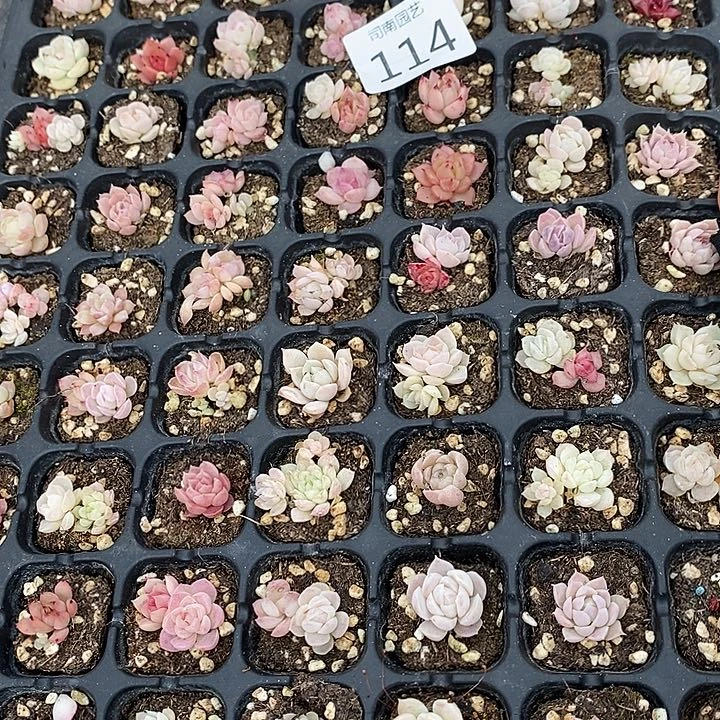 114 多肉植物盆栽花卉
