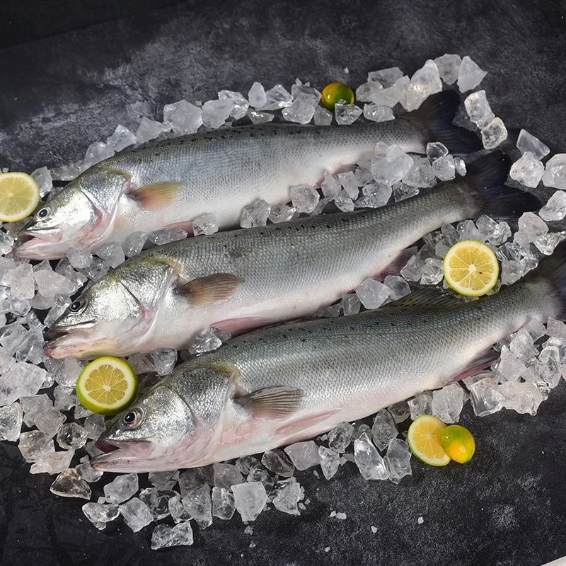 新鲜海鲈鱼16元一斤鲈