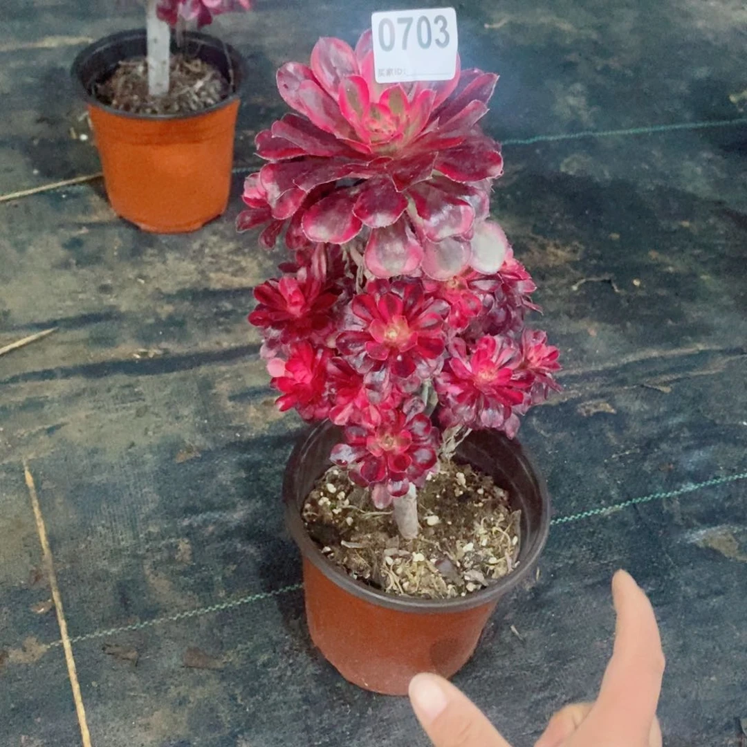 八***雨丽娜703多肉1111