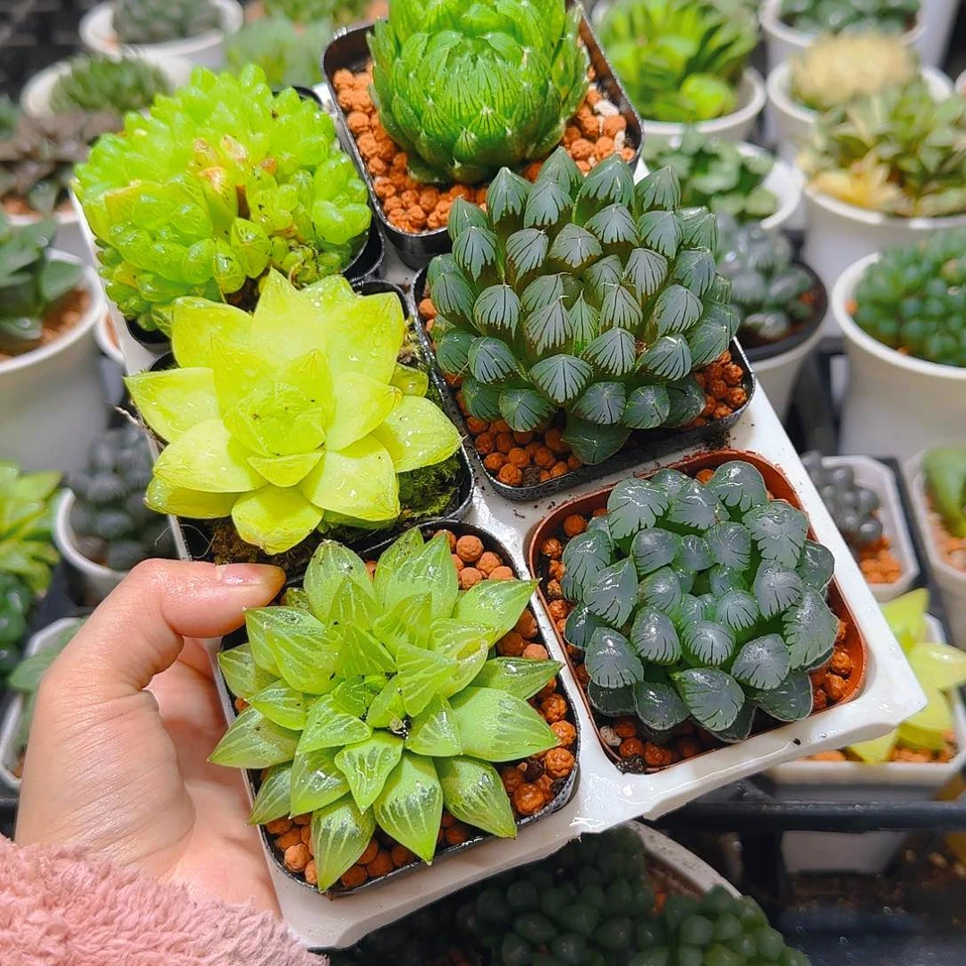 玉露六件套多肉，原盆