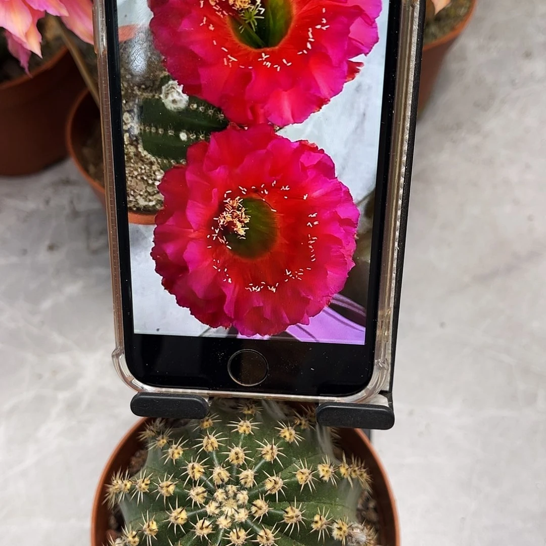 彩草红颜6-7公分左右